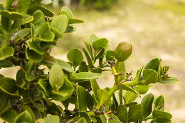 Num Num plant, Fynbos, Karoo South Africa