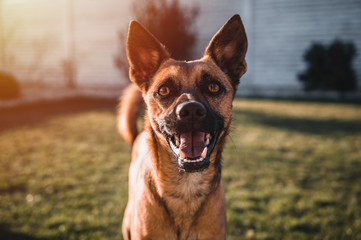Brown dog portrait. Small dog in garden. Brown dog by sunset.