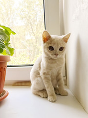 little british kitten sits on a windowsill