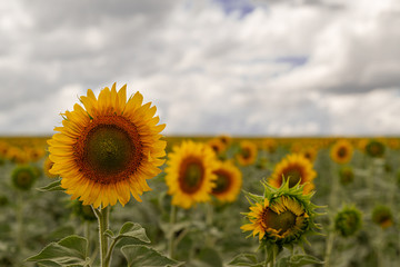 sunflower closeup on the field
