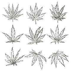Marijuana hemp pot cannabis leaf vector set. Green medical or drugs hempen leaves like grass.
