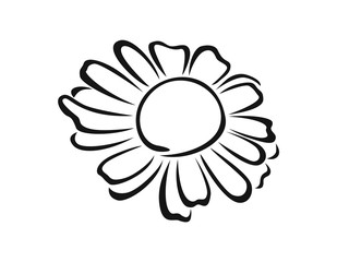 Chamomile flower black-white outline icon. Daisy vector illustration, silhouette. Medical herb and plant.