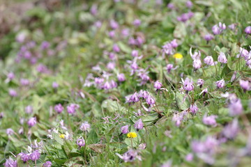 カタクリの群生地