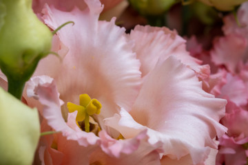 background of colored lisianthus close-up