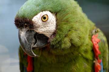 Portrait d'un Ara vert © Guillaume Leray