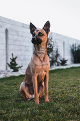 Brown dog portrait. Small dog in garden. Brown dog by sunset.