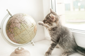 cute kitten gray cat is sitting on the window next to the globe