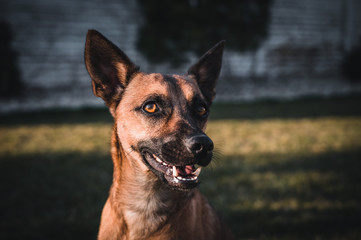 Brown dog portrait. Small dog in garden. Brown dog by sunset.