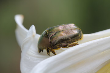 insecte, cétoine doré