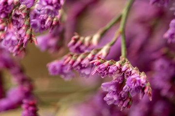 small purple flowers close up on blurred background