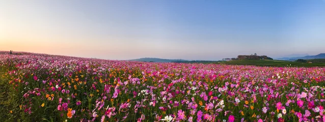 Fotobehang Cosmos flower field © Narong