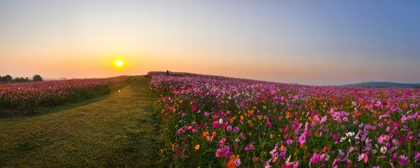 Cosmos flower field © Narong