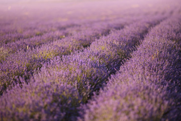 Naklejka na ściany i meble beautiful lavender field at sunset.Sunset over a violet lavender field in Provence