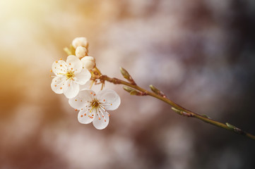 Blossoming flowers of cherry close up. Flowers of cheery on bright background. Spring theme. 