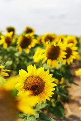 field with yellow sunflowers on a cloudy summer day