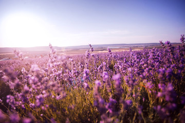 beautiful lavender field at sunset.Sunset over a violet lavender field in Provence