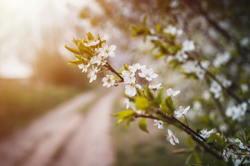 Blossoming flowers of cherry close up. Flowers of cheery on bright background. Spring theme. 