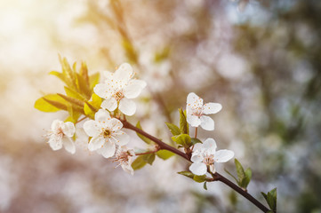 Blossoming flowers of cherry close up. Flowers of cheery on bright background. Spring theme. 