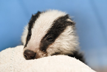 portrait d'un jeune blaireau avec le regard tendre 
