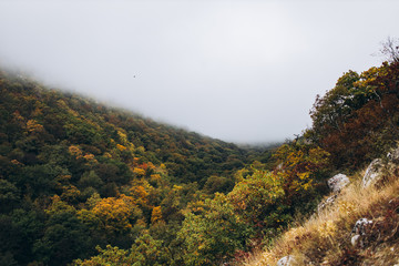 landscape view in autumn cloudy day on a yellow-green forest growing in the hills