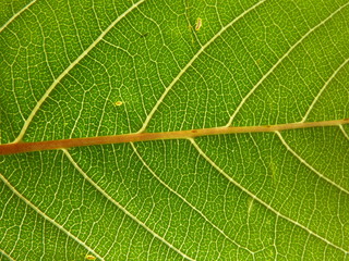 Green leaf close up backlit