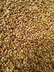  Dried coriander seeds arranged as background. Dhaniya Nepal