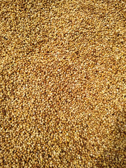  Dried coriander seeds arranged as background. Dhaniya Nepal