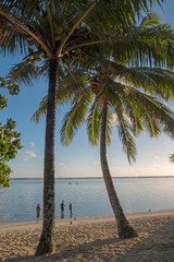 Fototapeta na wymiar Palmtrees and beach Rarotonga. Cook Islands. Pacific.
