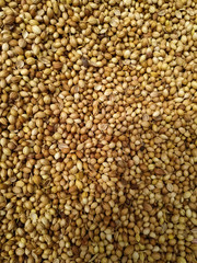  Dried coriander seeds arranged as background. Dhaniya Nepal