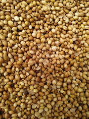  Dried coriander seeds arranged as background. Dhaniya Nepal