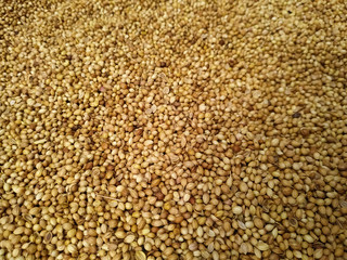  Dried coriander seeds arranged as background. Dhaniya Nepal