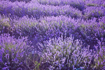 Obraz na płótnie Canvas beautiful lavender field at sunset.Sunset over a violet lavender field in Provence