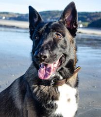 Berger malinois