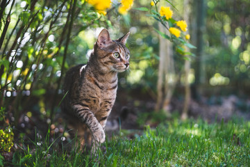 Hauskatze im Garten
