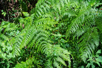 Igueña población de León