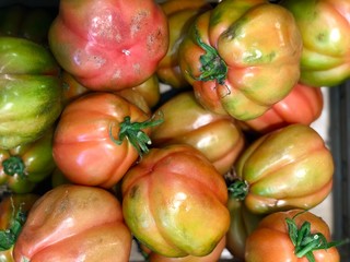  green tomatoes  close view 
