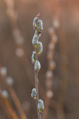 Catkins on a grey sallow shrub salix cinerea in early spring. salix cinerea grey willow spring bud flowers. male and female willow salix cinerea flowers