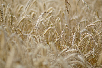 crops and agriculture the concept of a grain field with ripe wheat ears
