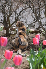 チューリップとねこ