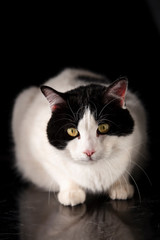 black and white cat