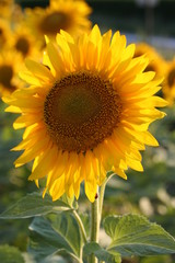 Obraz premium tournesol