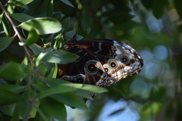 butterfly on leaf