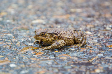 Frog on wet pavement close up