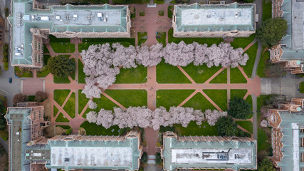 University of Washington Cherry Blossoms © Andrew