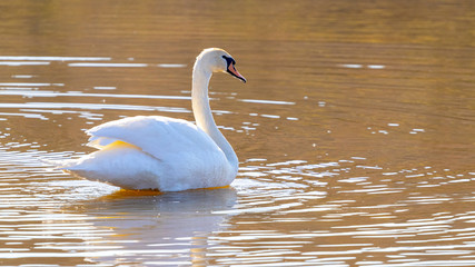 Fototapeta premium White swan swims along the river in sunny weather
