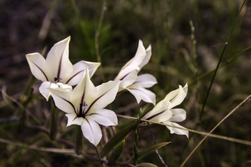 Gladiolus fynbos plant flowering 