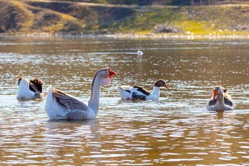 Geese swim along the river in sunny weather
