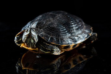 Fototapeta premium big turtle