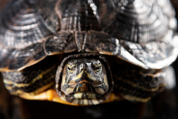 Obraz premium big turtle