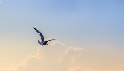 Seagull over the sea